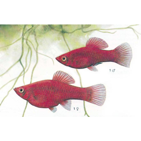 Platka - Zmienniak Plamisty - Xiphophorus maculatus
